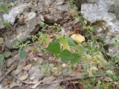 Euphorbia ocymoidea