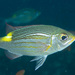 Striped Large-eye Bream - Photo (c) Mark Rosenstein, some rights reserved (CC BY-NC), uploaded by Mark Rosenstein