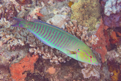 Hologymnosus doliatus