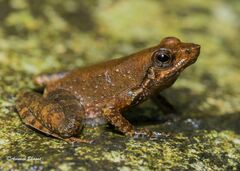 Jerdon's Olive-Brown Frog photo 4