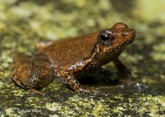Jerdon's Olive-Brown Frog photo 3