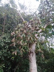 Gyrocarpus mocinoi