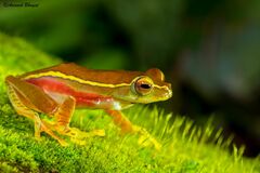 Boulenger's Tree Frog photo 2