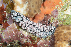 Phyllidiella pustulosa