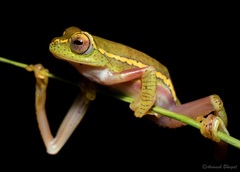 Boulenger's Tree Frog photo 3