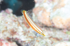 Hologymnosus doliatus