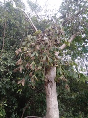 Gyrocarpus mocinoi