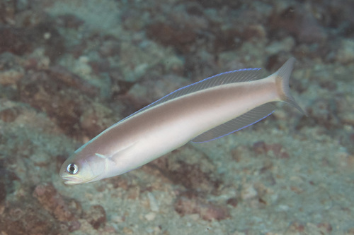 Green tilefish (Hoplolatilus cuniculus) — Malacanthidae — 3