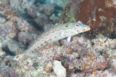 Parapercis clathrata