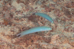 Ptereleotris heteroptera