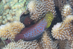 Cirripectes stigmaticus