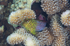 Cirripectes stigmaticus