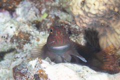 Cirripectes stigmaticus