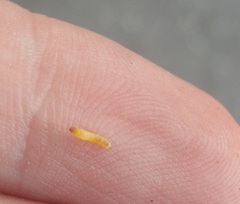 Cosmopterix attenuatella