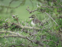 Trachyphonus darnaudii