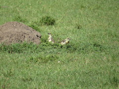 Trachyphonus darnaudii