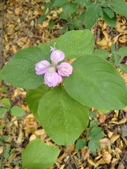Justicia breviflora