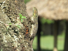 Acanthocercus atricollis