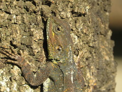 Acanthocercus atricollis