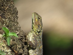 Acanthocercus atricollis