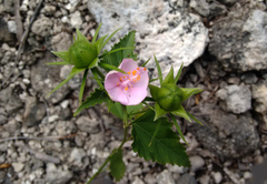 Hibiscus phoeniceus