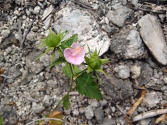 Hibiscus phoeniceus