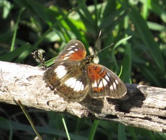 Junonia sophia