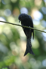 Surniculus dicruroides