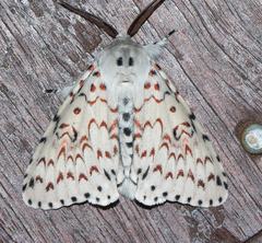 Lymantria nephrographa