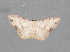 Idaea halmaea