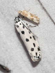 Ethmia sphaerosticha