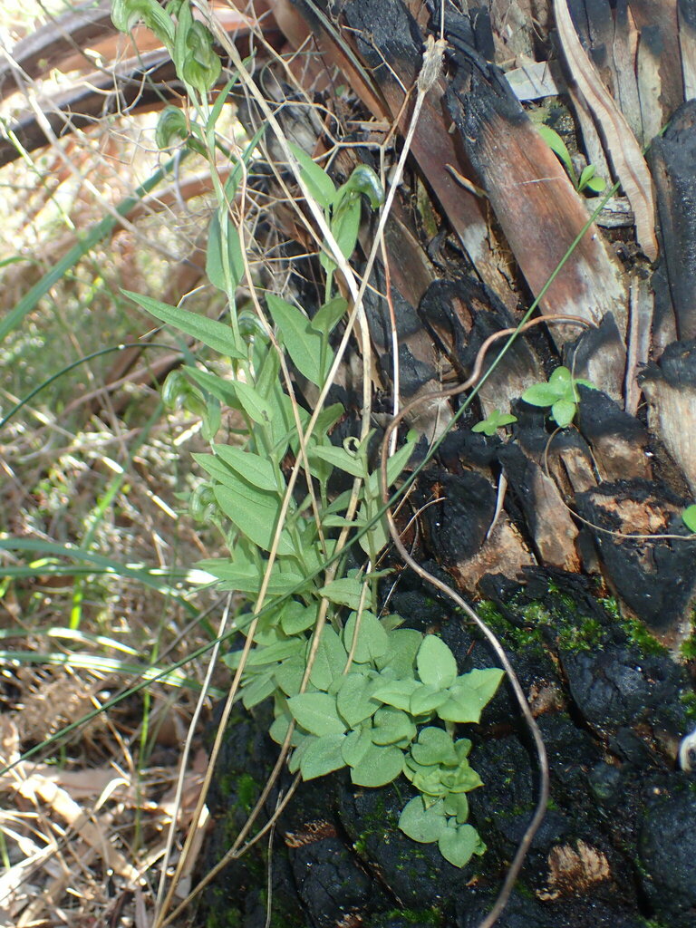 Pterostylis vittata