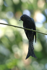 Surniculus dicruroides