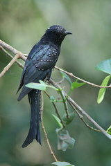 Surniculus dicruroides