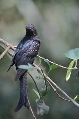 Surniculus dicruroides