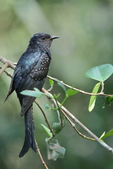 Surniculus dicruroides