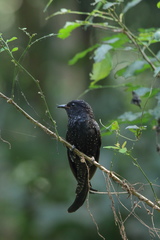 Surniculus dicruroides