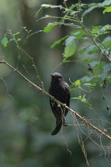 Surniculus dicruroides