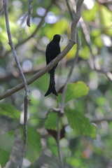 Surniculus dicruroides