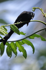 Surniculus dicruroides