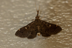 Piletocera ochrosema