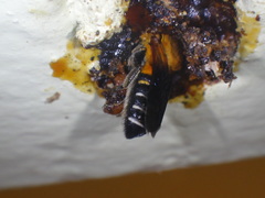 Megachile umbripennis
