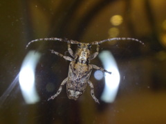 Pterolophia bigibbera