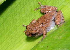 Kudremukh Bush Frog photo 3