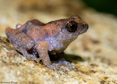 Kudremukh Bush Frog photo 5