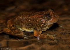 Castle Rock Night Frog photo 2