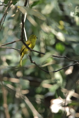 Iole indica