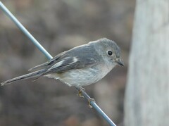 Rose Robin photo 2