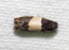 Epiblema tripartitana