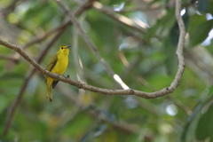 Iole indica